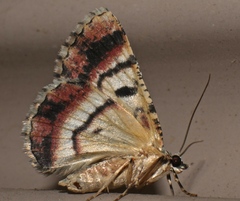 Aeolochroma subrubescens