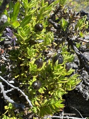 Coprosma ernodeoides