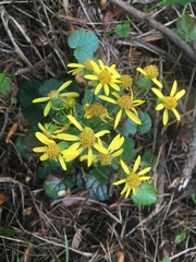 Packera bolanderi bolanderi