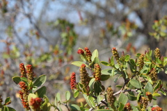 Colliguaja odorifera