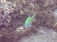 Chromis viridis