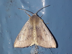 Heliothinae