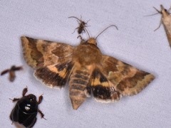 Schinia lynx