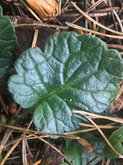 Packera bolanderi bolanderi