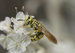 Philanthus multimaculatus