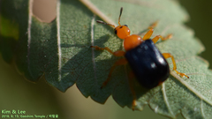 Tomapoderus ruficollis