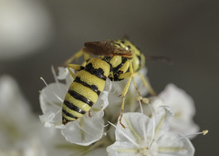 Philanthus multimaculatus