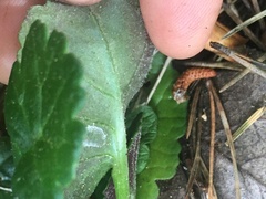 Packera bolanderi bolanderi