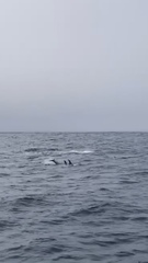 Grampus griseus