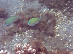 Chromis viridis