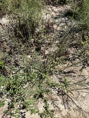 Diplachne fusca