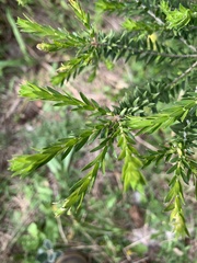 Melaleuca lanceolata