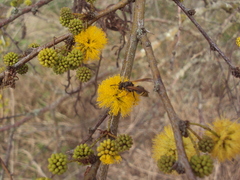 Brachygastra lecheguana