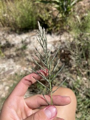 Diplachne fusca