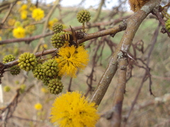 Brachygastra lecheguana