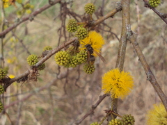 Brachygastra lecheguana