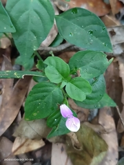 Dicliptera chinensis