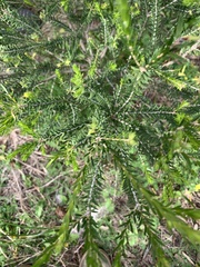 Melaleuca lanceolata