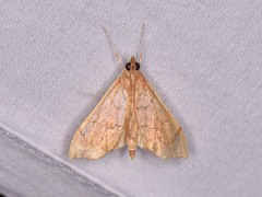 Sericoplaga externalis