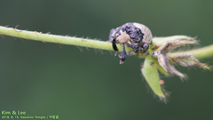 Sternuchopsis trifida