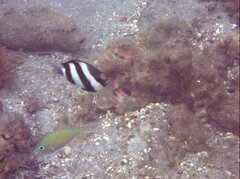 Chromis viridis