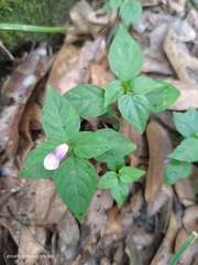 Dicliptera chinensis