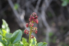 Anisomeria littoralis