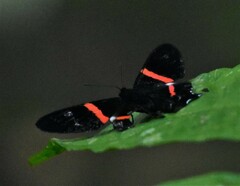 Ancyluris inca