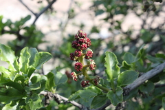 Anisomeria littoralis