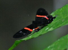 Ancyluris inca