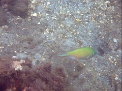 Chromis viridis