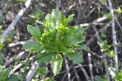 Anisomeria littoralis
