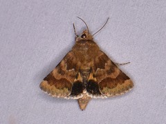 Schinia lynx
