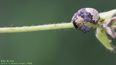 Sternuchopsis trifida
