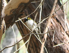 Melithreptus lunatus