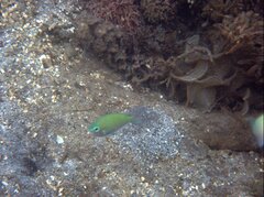Chromis viridis
