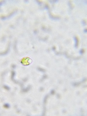 Chlamydomonas