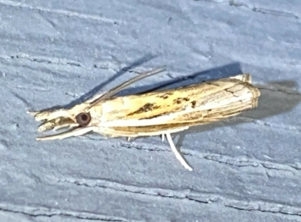 Carpet-grass Webworm Moth from Isaac Creek Campground, Monroe County ...