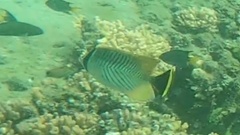 Chaetodon trifascialis