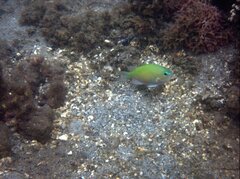 Chromis viridis