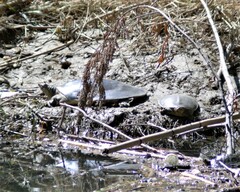 Apalone spinifera emoryi