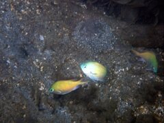 Chromis viridis