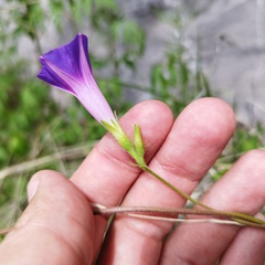 Ipomoea