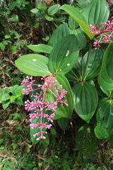 Medinilla