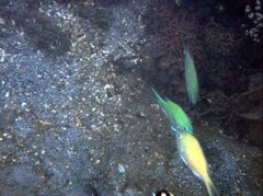 Chromis viridis