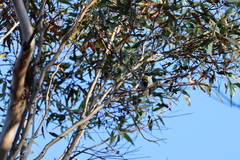 Melithreptus chloropsis
