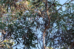 Melithreptus chloropsis