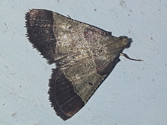 Pyralinae