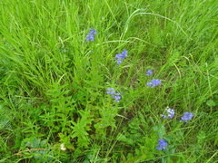 Veronica teucrium