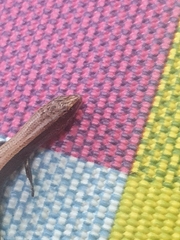 Ablepharus rueppellii